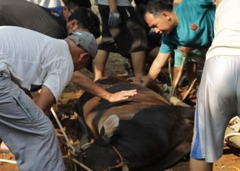 LDII Kota Bogor Semarakkan Idul Adha 2024 dengan 196 Ekor Sapi dan 234 Ekor Kambing