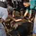 LDII Kota Bogor Semarakkan Idul Adha 2024 dengan 196 Ekor Sapi dan 234 Ekor Kambing